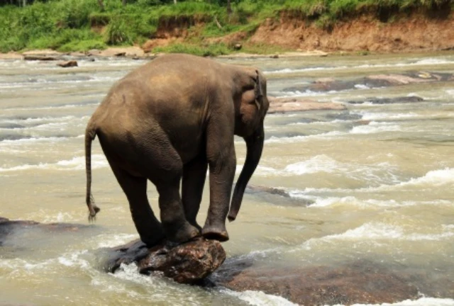 Photo of an elephant balancing on a rock